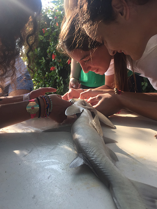 Students in St. Brendan High School's Medical Science Academy dissect a Bonnethead shark during their study trip to the Florida Keys.