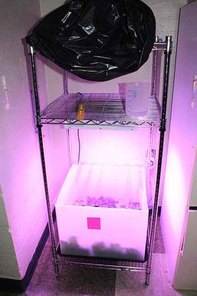 It may look like the lights at a nightclub, but according to NASA the purple LED lights are ideal for plant growth. The St. Kevin School space garden is part of the NASA Fairchild Challenge called Citizen Science: Growing Beyond Earth.