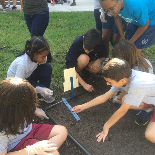 Divided into groups according to the specific plant they were assigned, fourth- and fifth-graders at St. Andrew School measure the distance between the holes where they will plant their seeds.