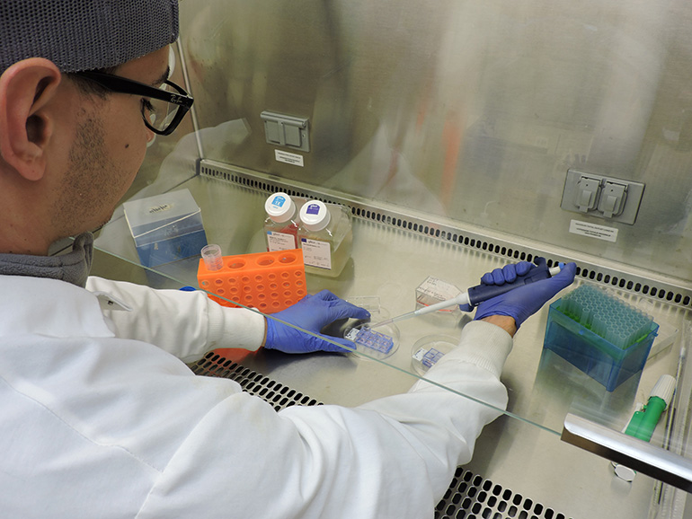 St. Thomas University senior Carlos Canales makes it a daily routine to check in on the cells and make sure they are receiving the nutrition they require.