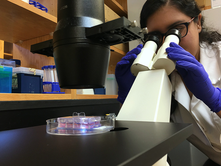 St. Thomas University senior Leana Ramos uses a microscope to study neural stem cells.