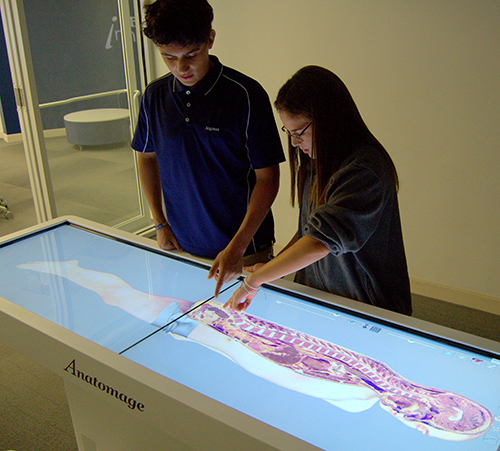 Senior students Catherine Brinis and Leo Bonifanti work with the new virtual dissection table at St. Thomas Aquinas High School. The table is touch sensitive, allowing users to move or rotate the image with a finger.