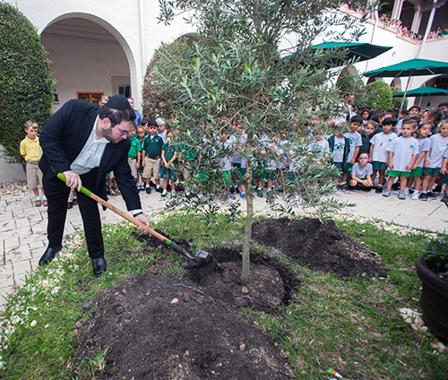 Estudiantes de la escuela rabínica de la Universidad Talmudic se turnan para plantar el olivo, el 15 de noviembre, en St. Patrick