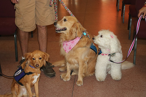 Los perros de terapia se encuentran entre los participantes en una hora santa especial celebrada en la iglesia Mary Help of Christians en el primer aniversario del tiroteo en la escuela de Parkland, el 14 de febrero. Los perros de cuatro organizaciones diferentes estuvieron allí para brindar apoyo a los afligidos.