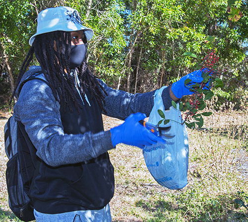 Elishah Barnwell, a St. Thomas University sophomore, removes Brazilian pepper seeds from a tree as part of the restoration of Miami-Dade County’s last remaining sandy highland slash pine forest, located on the university's campus.