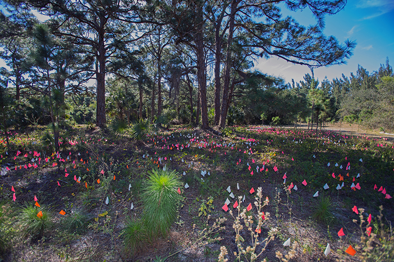 Área cerrada en el campus de St. Thomas University, donde se plantan los pinos de tierras altas arenosas, marcados con banderillas distintivas.