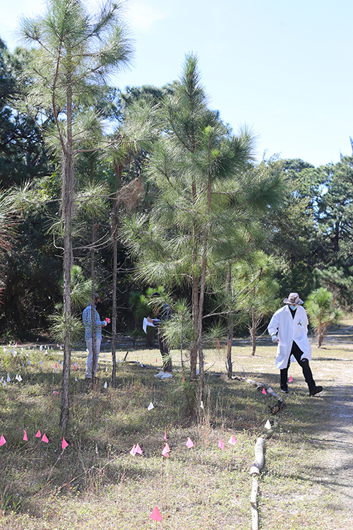 El P. Alfred Cioffi camina por el área cerrada en el campus de la Universidad St. Thomas, donde se plantan pinos de tierras altas arenosas, marcados con banderas.