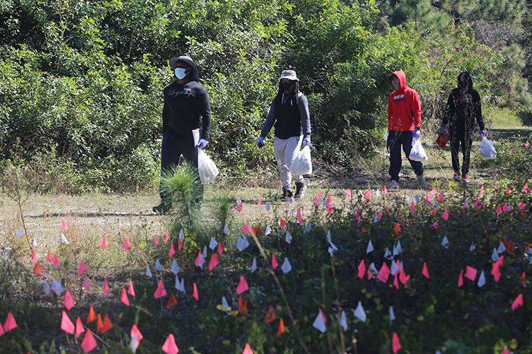 Estudiantes de la clase del P. Alfred Cioffi en la Universidad St. Thomas entran en un área cerrada para eliminar las semillas de pimenteros brasileños que se encontraban en medio de los pinos. Es parte de la restauración del último bosque de pinos de tierras altas arenosas que queda en el condado de Miami-Dade, ubicado en el campus de la universidad.