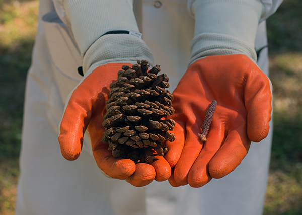 Father Alfred Cioffi holds a female pinecone at left and and the male at right.