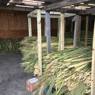 The majority of palm branches used in North American churches for Palm Sunday come from the Florida Everglades, undeveloped Florida land, Texas, and the Gulf Coast of Mexico. And even though the Catholic Church obtains palm branches for this one significant Mass, for palm suppliers, this process is a full year-round job.