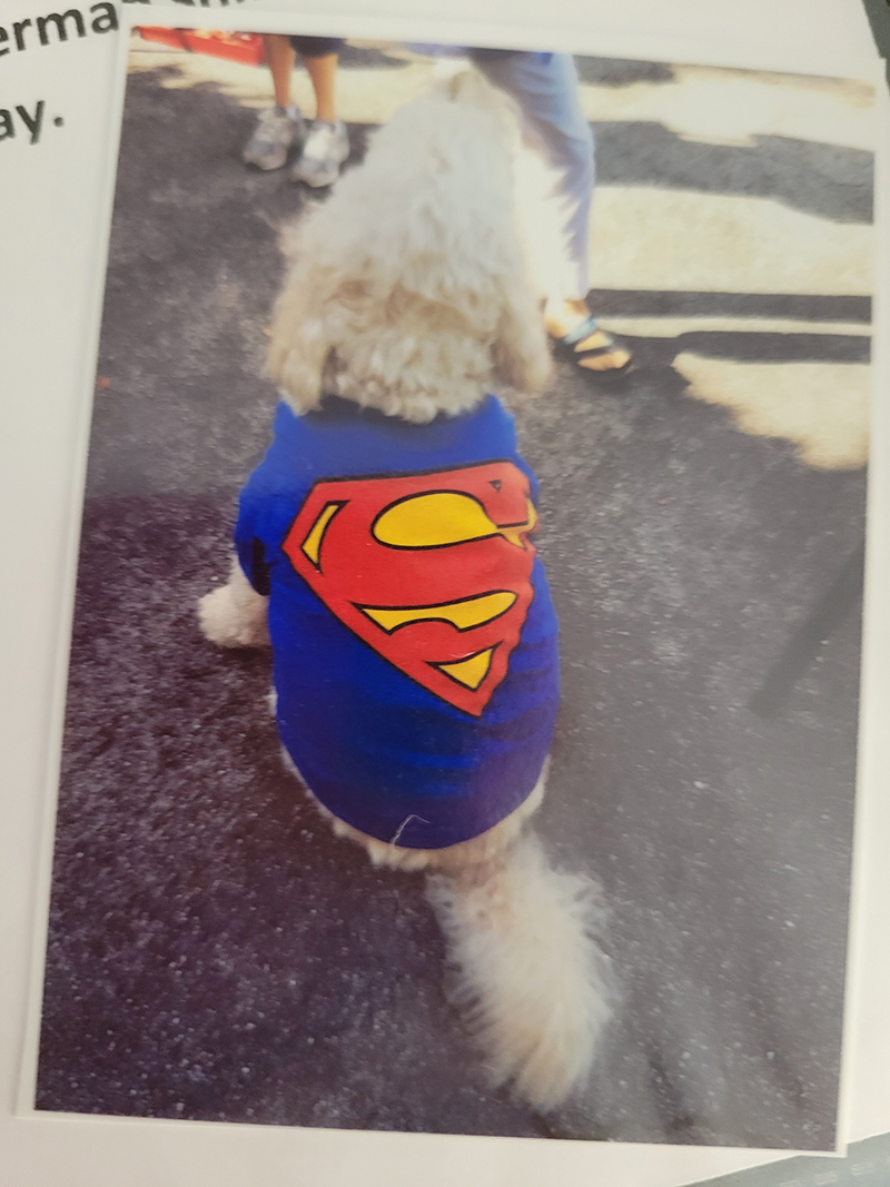 Louie, the white labradoodle.