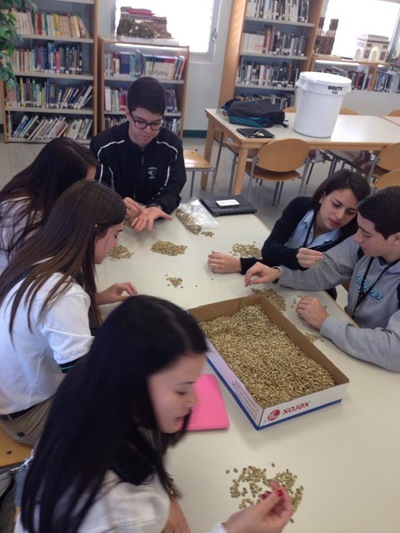 McCarthy students identify and sort through Café Cocano coffee beans.